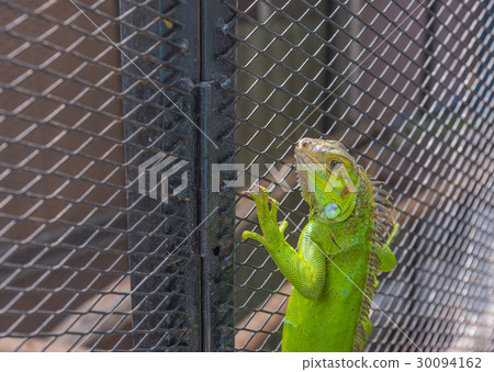 image of green iguana . image of green iguana . 30094162