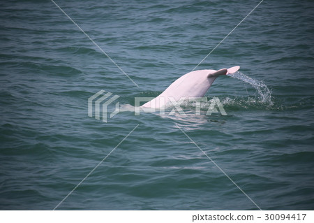 Pink dolphin tail fin Pink dolphin tail fin 30094417