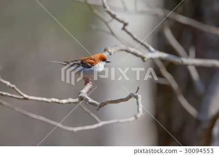 新年生日肉桂麻雀 30094553