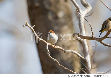 New Years Birthday Cinnamon Sparrow 30094555