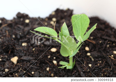 Pea seedlings 30094918