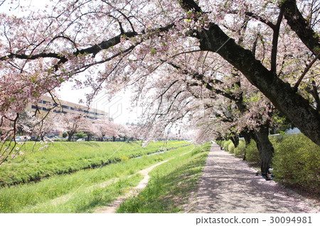 櫻花在愛知縣神奈川縣豐川市 30094981
