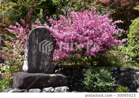 Stone monuments and pink trees Stone monuments and pink trees 30095023