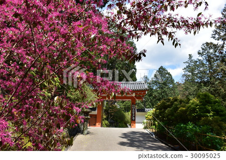 在Mimuroto寺的鳥居 在Mimuroto寺的鳥居 30095025
