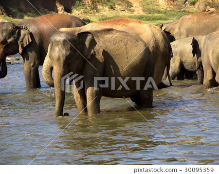 Elephant bathing at the orphanage Elephant bathing at the orphanage 30095359