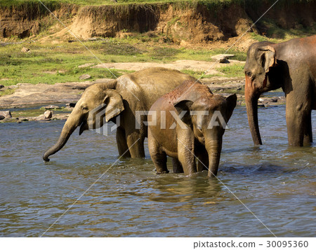Elephant bathing at the orphanage Elephant bathing at the orphanage 30095360