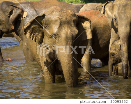 Elephant bathing at the orphanage Elephant bathing at the orphanage 30095362