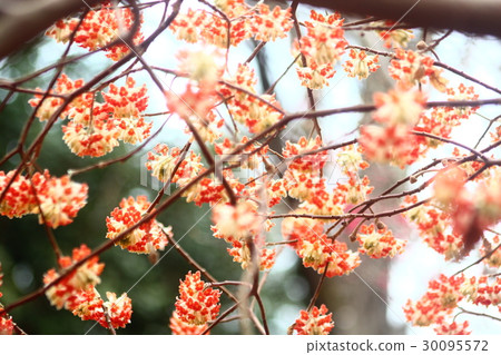 Red Matsumata Red Matsumata 30095572