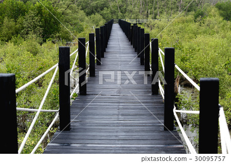 Wooden bridge of walkways in mangrove forest. 30095757