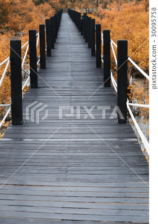 Wooden bridge of walkways in mangrove forest. 30095758