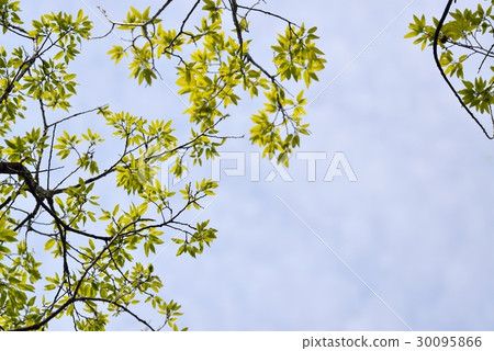 Fresh green leaves Fresh green leaves 30095866