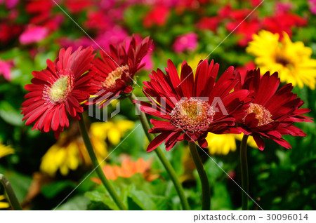 chrysanthemum flowers chrysanthemum flowers 30096014