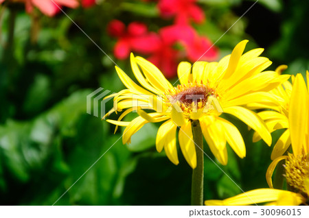 chrysanthemum flowers  30096015