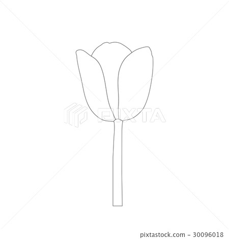 vector of tulips vector of tulips 30096018