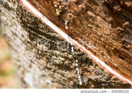 White milk on rubber tree trunk, closeup view White milk on rubber tree trunk, closeup view 30096030