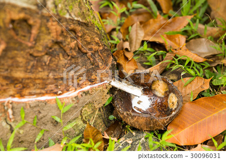 Rubber tree with milk droping in pot closeup view Rubber tree with milk droping in pot closeup view 30096031