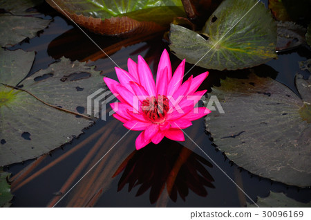 Wild water-lily or  Nymphaea thrive 30096169