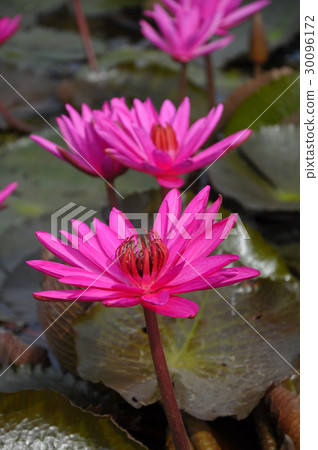 Wild water-lily or  Nymphaea thrive 30096172