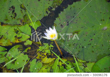 Wild water-lily or Nymphaea thrive Wild water-lily or Nymphaea thrive 30096176