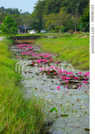 Wild water-lily or  Nymphaea thrive 30096181