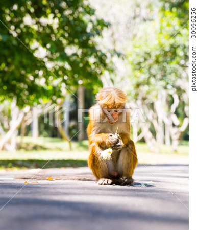 Monkey in tropical fauna on Ceylon, young macaque Monkey in tropical fauna on Ceylon, young macaque 30096256