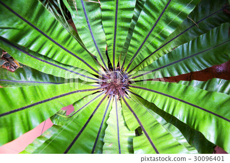 Peradeniya flower, Ceylon tropical flora closeup Peradeniya flower, Ceylon tropical flora closeup 30096401