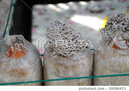 Fresh mushrooms  Fresh mushrooms  30096455