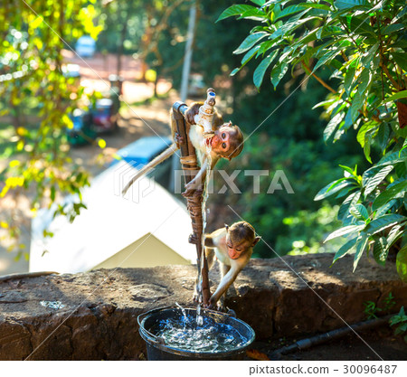Monkeys drink water from the fountain on Ceylon Monkeys drink water from the fountain on Ceylon 30096487