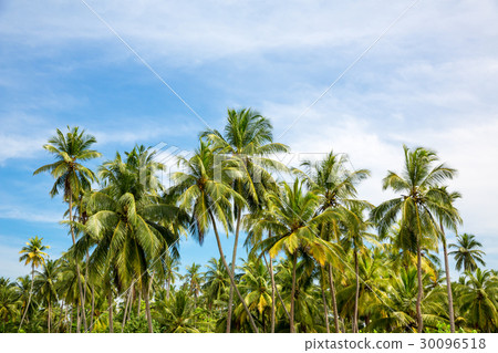 Scenic tropical jungle forest, Ceylon nature 30096518