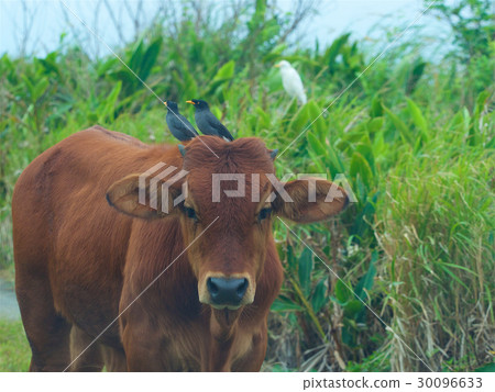 Birds like stand on cattle head.Taiwan 30096633