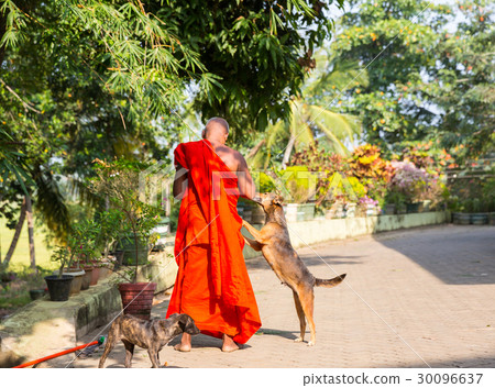 Ceylon, buddhist feeding dogs in buddha temple 30096637