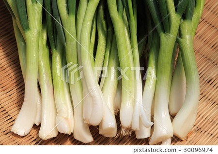 Wakagi Wakagi 30096974