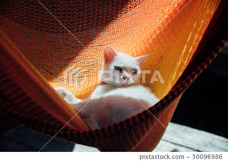 White cat rest is basking in an orange hammock. 30096986