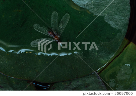 Dead insect mosquito on water lily leaf in lake 30097000