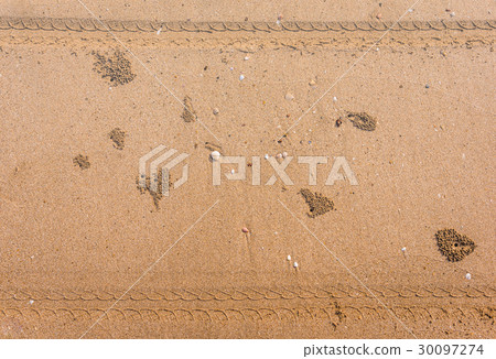 Ghost Crab habitat on sand 30097274
