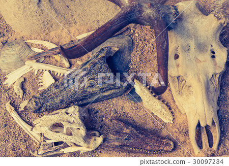 crocodile skull for background. 30097284