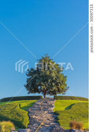 golden shower tree and rock stairs. 30097318