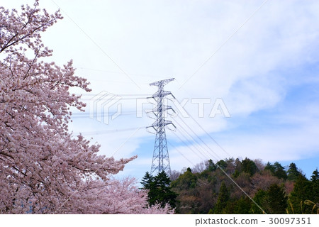 Over the cherry blossoms with the transmission line in the mountains full bloom Standard angle of view Over the cherry blossoms with the transmission line in the mountains full bloom Standard angle of view 30097351