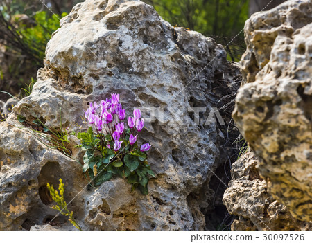 Winter flowers, cyclamates flower in close  30097526
