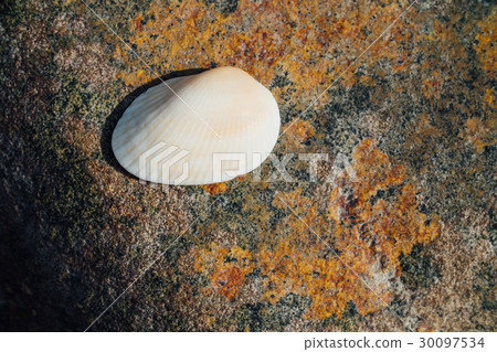 White shell on the background of the texture of 30097534