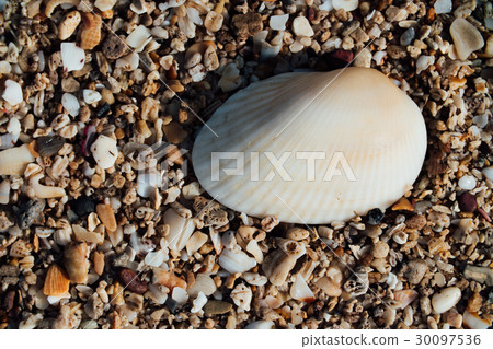 shells with sand on the beach shells with sand on the beach 30097536