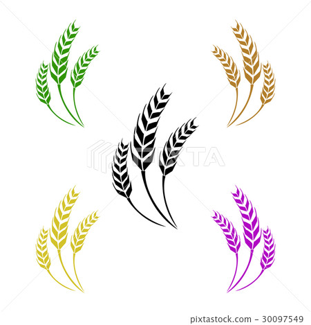 vector of wheat vector of wheat 30097549