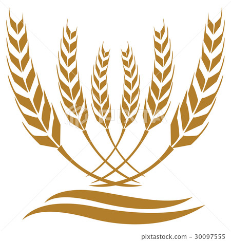 vector of wheat vector of wheat 30097555