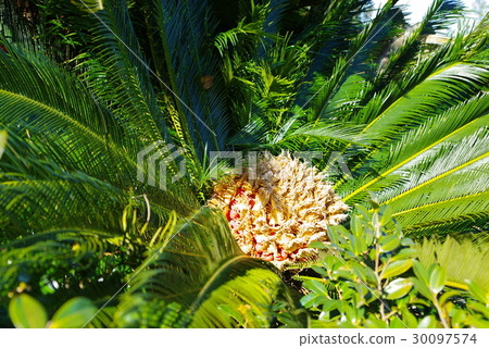 Cyclo female flower 30097574