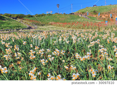 Izushita Narcissus Festival Izushita Narcissus Festival 30097810