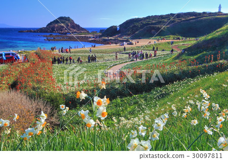 Izushita Narcissus Festival Izushita Narcissus Festival 30097811