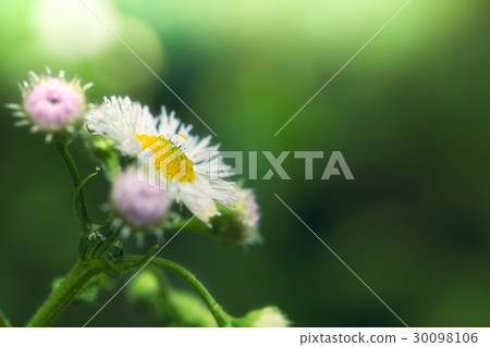 Flowers wet with morning dew Flowers wet with morning dew 30098106