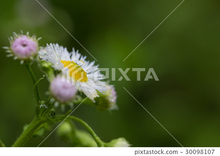 Flowers wet with morning dew Flowers wet with morning dew 30098107