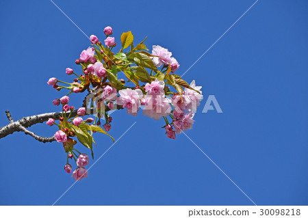 Pink cherry blossom over clear blue sky Pink cherry blossom over clear blue sky 30098218