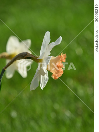 White narcissus flowers over green White narcissus flowers over green 30098219